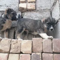 کته سرابی|سگ|شاهرود, |دیوار