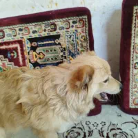 به دلیل مهاجرت|سگ|شیراز, دروازه اصفهان|دیوار