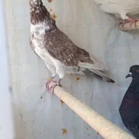 کفتر پرشی