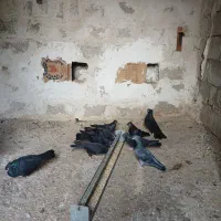 ۱۱عدد کبوتر زاغ|پرنده|کاکی, |دیوار