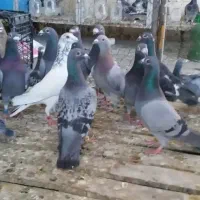 پلاکی|پرنده|اهواز, بهارستان|دیوار
