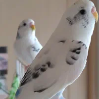 فروش|پرنده|جنت, |دیوار