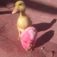 جوجه محلی رنگی و اردک|حیوانات مزرعه|منوجان, |دیوار