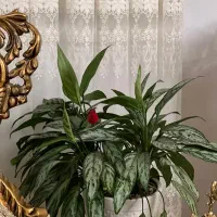 گل خانگی|گل و گیاه طبیعی|آستارا, |دیوار