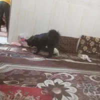 سگ بازیگوش و سرحال