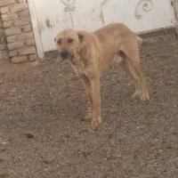 سگ‌نگهبان