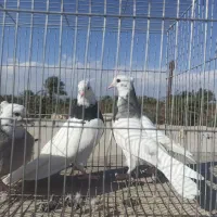 پرنده|پرنده|بم, |دیوار