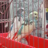دو عدد مرغ عشق زیبا و خوش رنگ