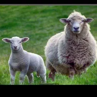 گوسفند زنده مغان با ارسال رایگان اسلامشهر