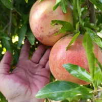 فروش عمده انار اشکفتو داراب بخش رستاق
