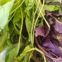 کاه عدس وکاه سبزه ویونجه خشک