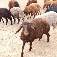 گوسفند ، بره کشتاری ، گوشتی ، تخمی|حیوانات مزرعه|نکا, |دیوار