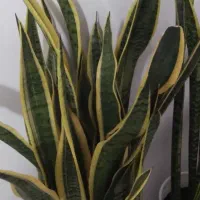 گل سانسوریا طایی بلند وقیره