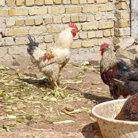 معاوضه خروس