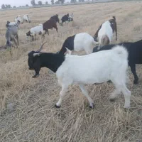 کهره چپش گوسفند
