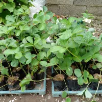 بوته توت فرنگی