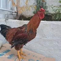 خروس لاری ،|حیوانات مزرعه|سردشت, |دیوار