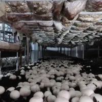 قارچ خوراکی|خوردنی و آشامیدنی|قهدریجان, |دیوار