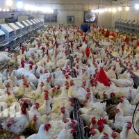 زمین با مجوز مرغداری گمیشان|فروش دفتر صنعتی، کشاورزی، تجاری|گمیشان, |دیوار