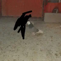 کبوتر گمشده...|پرنده|سیلوانه, |دیوار