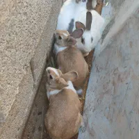 خرگوش فروشی