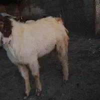 هفت راس بز نر (چپشت)