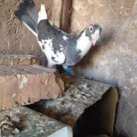 کبوتر ابلغ سبز نر ابلغ سیاه نر|پرنده|شیراز, داریون|دیوار