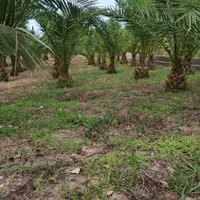 نخل فونیکس|خدمات باغبانی و درختکاری|رشت, حومه رشت|دیوار