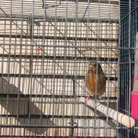 یک عدد قناری نر|پرنده|کرمان, |دیوار