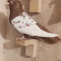 دوتا سینه سرخ نرر هوایی