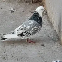 چنتا کفتر خوب  سرور هما  قاره  نر تک ماده تک