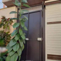 گل فیکوس|گل و گیاه طبیعی|رشت, پیرکلاچای|دیوار