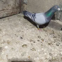 کفتر