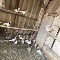 کفتر طوقی|پرنده|تهران, شوش|دیوار