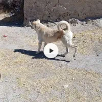 هر دو چهارده ماهه بدون ایراد|سگ|شاهین دژ, |دیوار