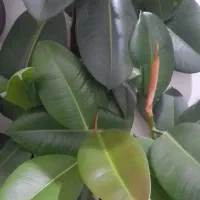 فروش گل فیکوس|گل و گیاه طبیعی|ارومیه, |دیوار