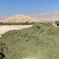 فروش یونجه خورد شده (کاه)|عمده‌فروشی|جره و بالاده, |دیوار