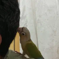 معاوضه با جوجه ملنگو سرلاکی سیخ پر