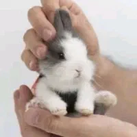 پانسیون نگهداری فروش لوپ مینیاتوری خرگوش|موش و خرگوش|اصفهان, بیدآباد|دیوار