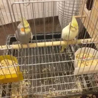 عروس هلندی|پرنده|قرچک, مهدیه|دیوار