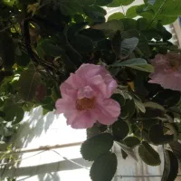 پودر معده برای میکروب معده