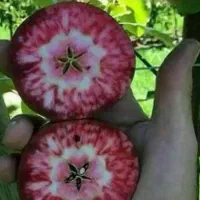 سیب تو سرخ شهر نهال|خدمات باغبانی و درختکاری|شهرکرد, |دیوار