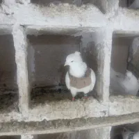 کفتر|پرنده|بروجرد, |دیوار