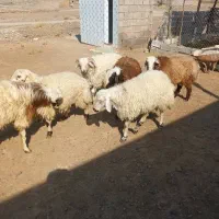 بره نر فارسی|حیوانات مزرعه|شیراز, ارم|دیوار