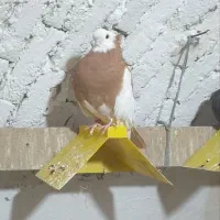 کبوتر زینتی (ناصری)|پرنده|تیران, |دیوار