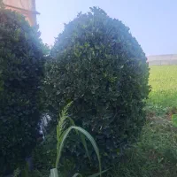 یاس هلندی