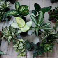 گل دیفن باخیا،نیکولای،پتوس مرمری منجولاببری و..