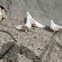 سلام 18عدوکت زرد نروماده کشیده بلند|پرنده|مبارکه, |دیوار