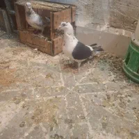 نر ماده گوره ای|پرنده|بهبهان, |دیوار