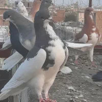 کبوتر شهری وبهبانی|پرنده|شیراز, تندگویان|دیوار